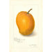 Mangifera indica Maharajah - Amanda Almira Newton — Ansicht des Kunstwerks