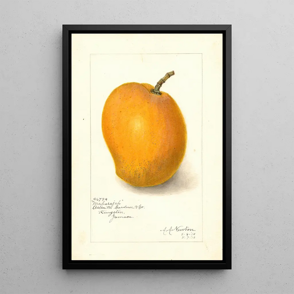 Mangifera indica Maharajah - Amanda Almira Newton — gerahmtes Bild an der Wand