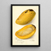 Reproduktion des Gemäldes Mangifera indica No - Amanda Almira Newton