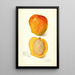 Mangifera indica Peters No - Amanda Almira Newton — gerahmtes Bild an der Wand