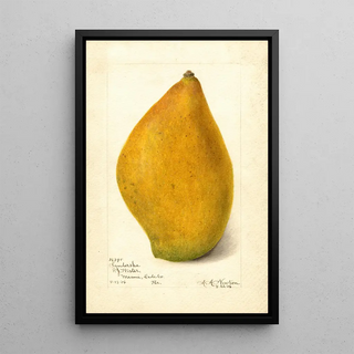 Amanda Almira Newton - Mangifera indica Sandersha.webp