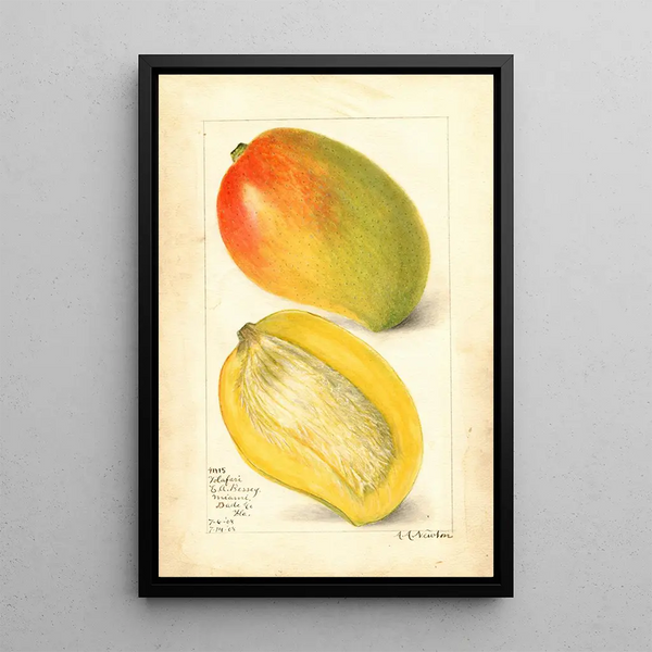 Reproduktion des Gemäldes Mangifera indica Totafari - Amanda Almira Newton