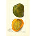 Mangifera indica White Alphonse - Amanda Almira Newton — Ansicht des Kunstwerks