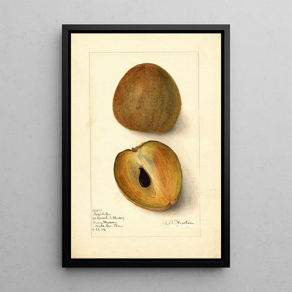 Reproduktion des Gemäldes Manilkara zapota - Amanda Almira Newton