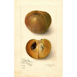 Amanda Almira Newton - Manilkara zapota No.webp