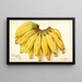 Musa Guincos Finget - Amanda Almira Newton — gerahmtes Bild an der Wand