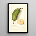 Musa Popoulu Hawaii - Amanda Almira Newton — gerahmtes Bild an der Wand