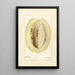 Passiflora quadrangularis - Amanda Almira Newton — gerahmtes Bild an der Wand