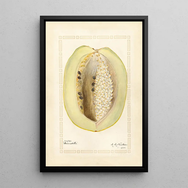 Passiflora quadrangularis - Amanda Almira Newton — gerahmtes Bild an der Wand