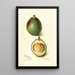 Reproduktion des Gemäldes Persea Avocado - Amanda Almira Newton