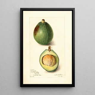 Amanda Almira Newton - Persea Avocado.webp