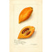 Pouteria campechiana - Amanda Almira Newton — Ansicht des Kunstwerks