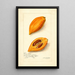 Pouteria campechiana - Amanda Almira Newton — gerahmtes Bild an der Wand