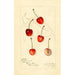 Reproduktion des Gemäldes Prunus avium Centennial - Amanda Almira Newton