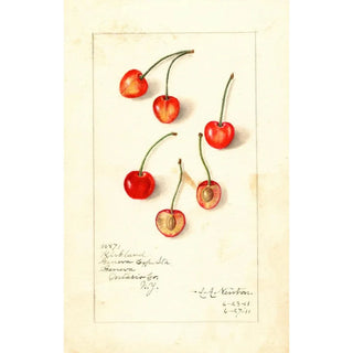 Amanda Almira Newton - Prunus avium Kirkland.webp