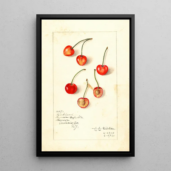Prunus avium Kirkland - Amanda Almira Newton — gerahmtes Bild an der Wand