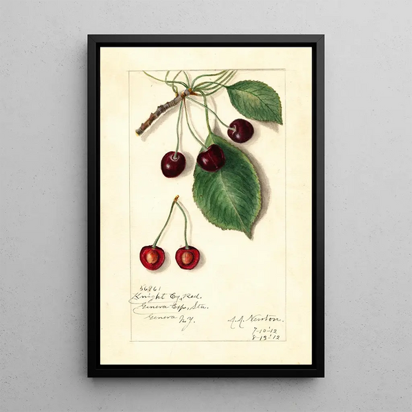 Reproduktion des Gemäldes Prunus avium Knight Early Red - Amanda Almira Newton