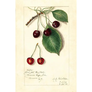 Amanda Almira Newton - Prunus avium Knight Early Red.webp