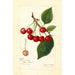 Prunus avium May Duke - Amanda Almira Newton — Ansicht des Kunstwerks