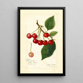 Amanda Almira Newton - Prunus avium May Duke.webp