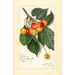 Prunus avium Rockport - Amanda Almira Newton — Ansicht des Kunstwerks