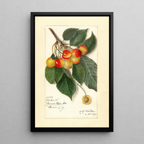 Prunus avium Rockport - Amanda Almira Newton — gerahmtes Bild an der Wand