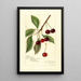 Reproduktion des Gemäldes Prunus avium Roditelsky - Amanda Almira Newton