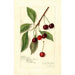 Reproduktion des Gemäldes Prunus avium Roditelsky - Amanda Almira Newton