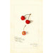 Prunus avium Royal Duke - Amanda Almira Newton — Ansicht des Kunstwerks
