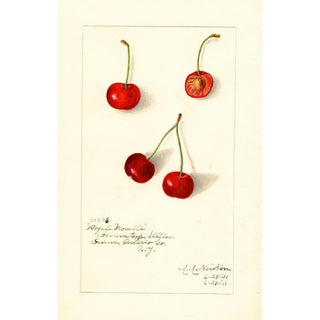 Amanda Almira Newton - Prunus avium Royal Novelle.webp