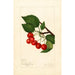 Prunus avium Sidney - Amanda Almira Newton — Ansicht des Kunstwerks