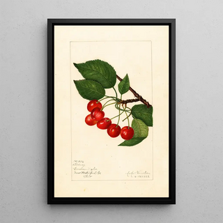 Amanda Almira Newton - Prunus avium Sidney.webp