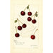 Prunus avium Suda - Amanda Almira Newton — Ansicht des Kunstwerks