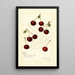 Prunus avium Suda - Amanda Almira Newton — gerahmtes Bild an der Wand