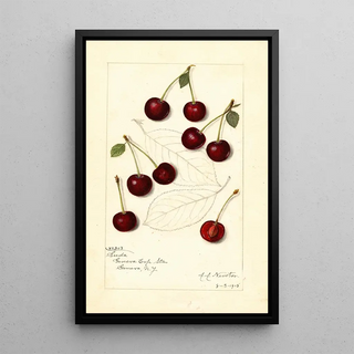 Amanda Almira Newton - Prunus avium Suda.webp