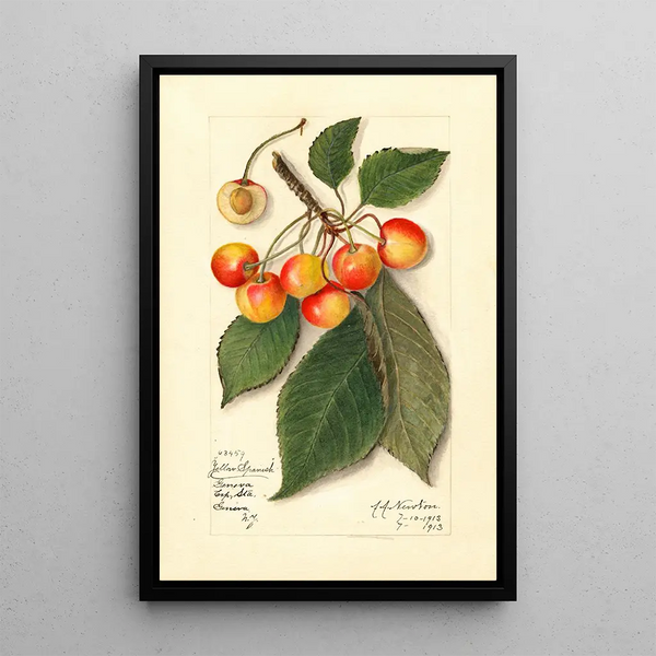 Reproduktion des Gemäldes Prunus avium Yellow Spanish - Amanda Almira Newton