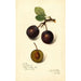 Reproduktion des Gemäldes Prunus domestica Late Orleans - Amanda Almira Newton