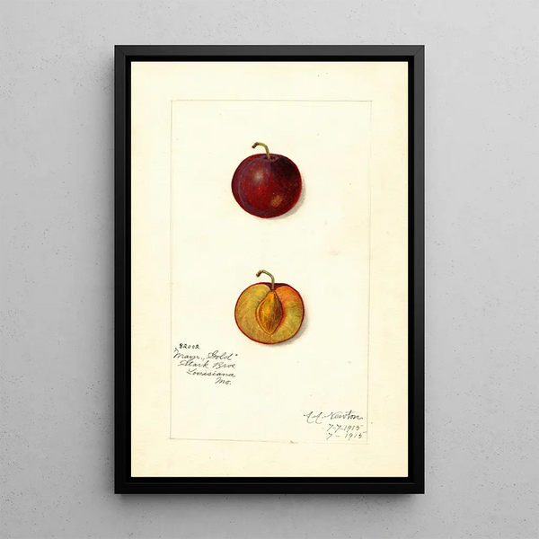 Reproduktion des Gemäldes Prunus domestica Mammoth Gold - Amanda Almira Newton
