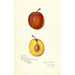 Reproduktion des Gemäldes Prunus domestica Prinlew - Amanda Almira Newton