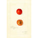Reproduktion des Gemäldes Prunus domestica Wild Goose - Amanda Almira Newton