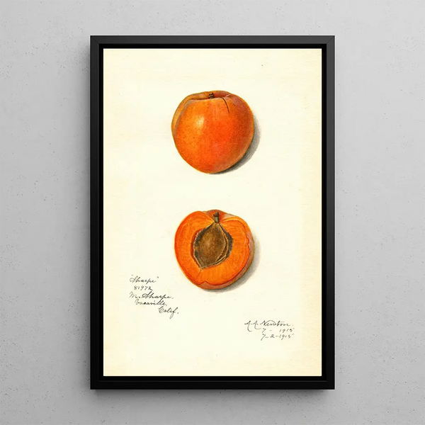 Prunus mume Sharpe - Amanda Almira Newton — gerahmtes Bild an der Wand