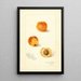 Prunus mume Variété 9834 - Amanda Almira Newton — gerahmtes Bild an der Wand
