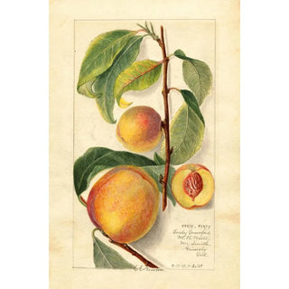 Amanda Almira Newton - Prunus persica.webp