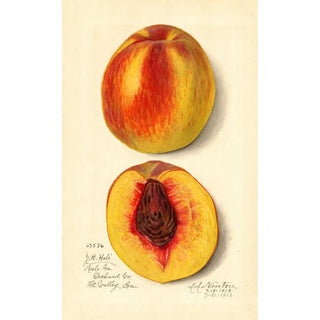 Amanda Almira Newton - Prunus persica J.webp