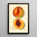 Prunus persica J - Amanda Almira Newton — gerahmtes Bild an der Wand