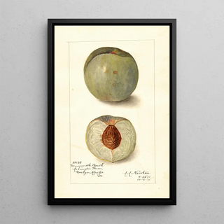 Amanda Almira Newton - Prunus persica Mammoth Heath.webp