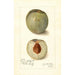 Reproduktion des Gemäldes Prunus persica Mammoth Heath - Amanda Almira Newton