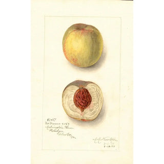 Amanda Almira Newton - Prunus persica No Name.webp