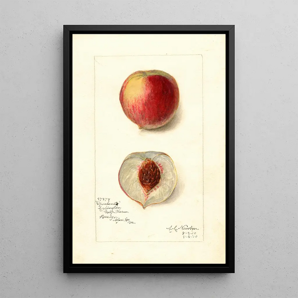 Reproduktion des Gemäldes Prunus persica Opulent - Amanda Almira Newton
