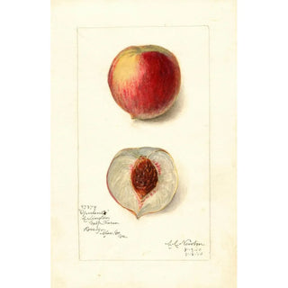 Amanda Almira Newton - Prunus persica Opulent.webp